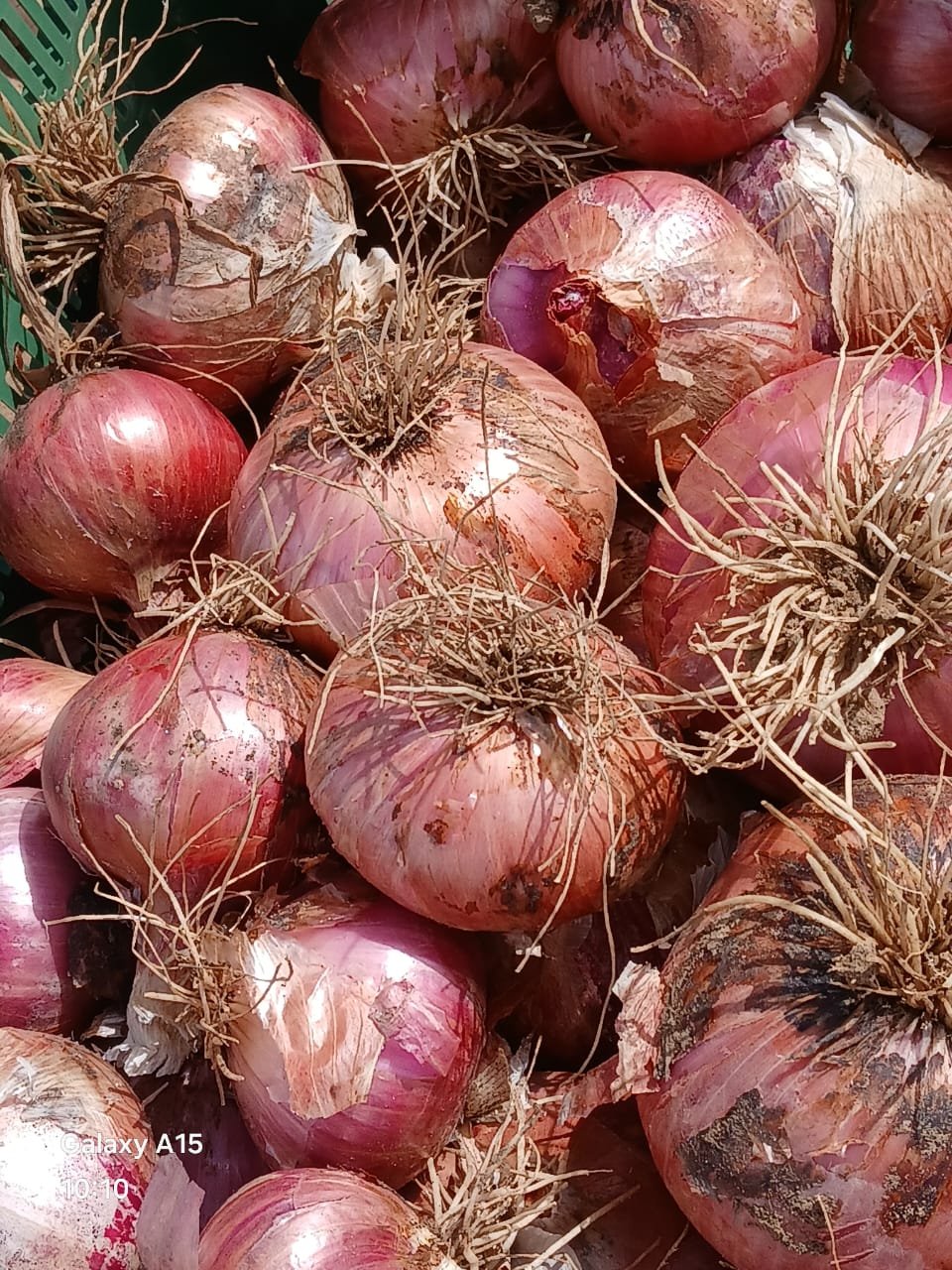 Oignon variété
