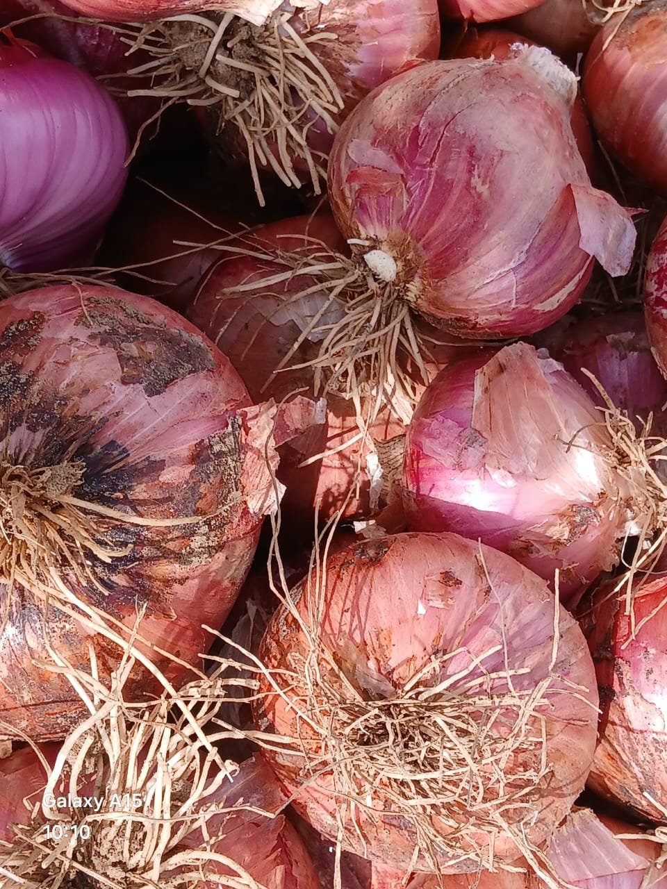 Variété Oignon