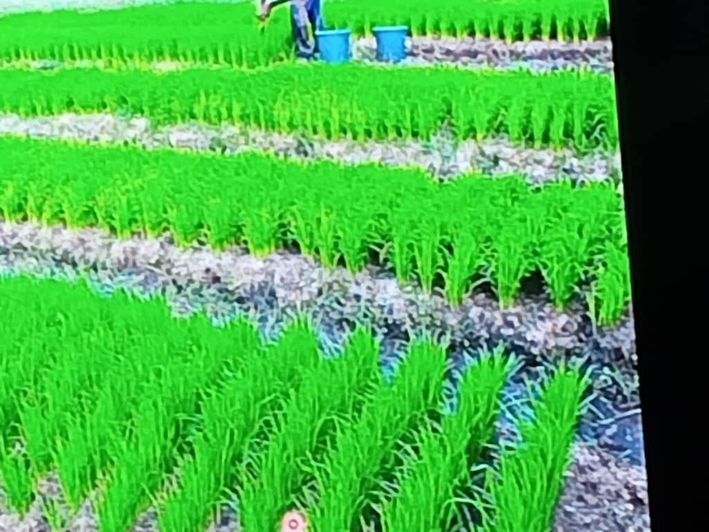 Échantillons de riz présentés dans les seaux.