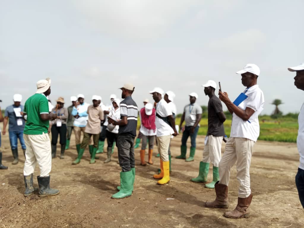 Formation de la Station Régionale Sahel d'AfricaRice à Saint-Louis (Sénégal)