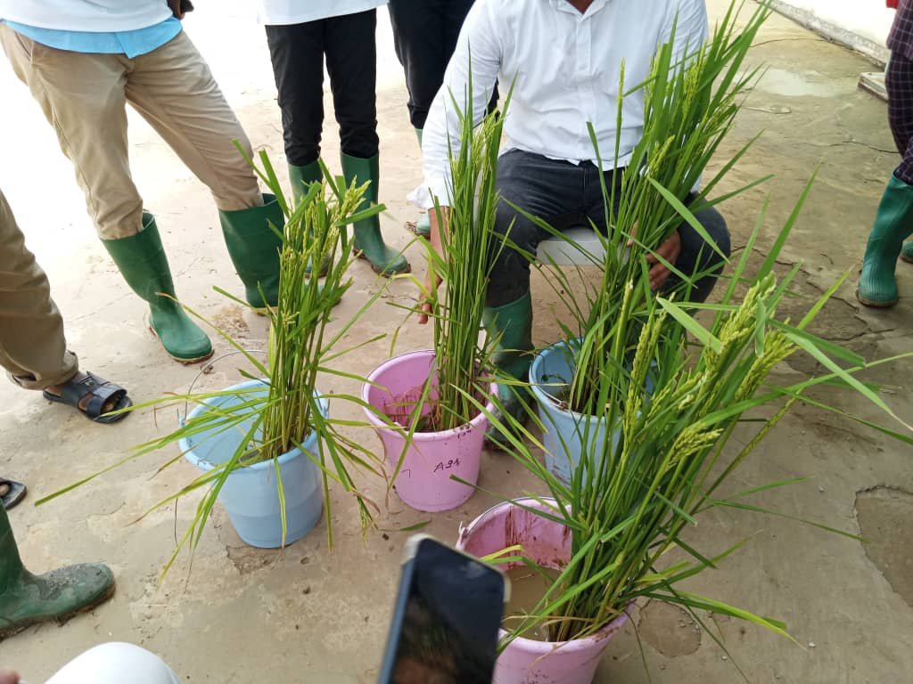la production de semences de riz de haute qualité