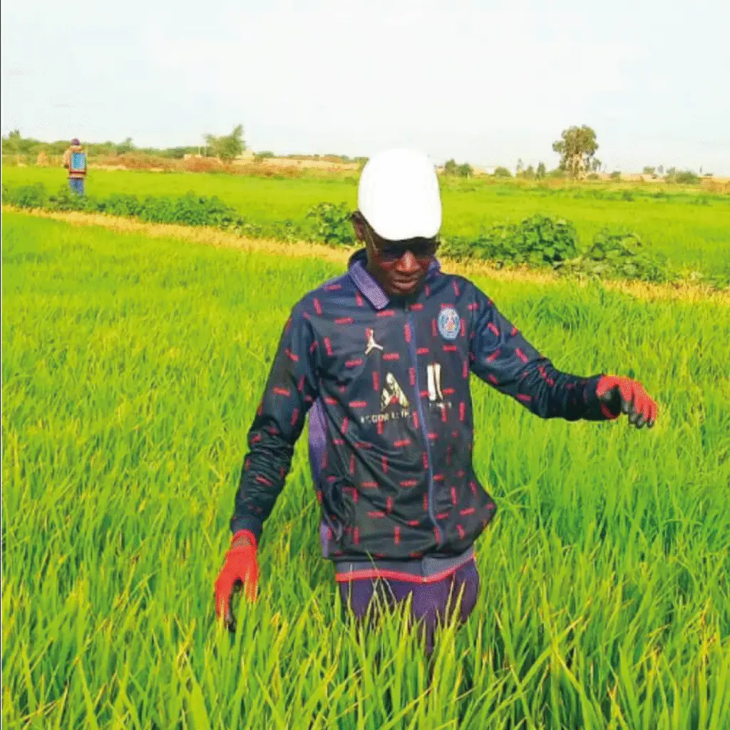 Semence Certifiée de Riz