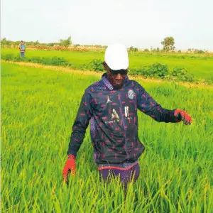 Semence Certifiée de Riz