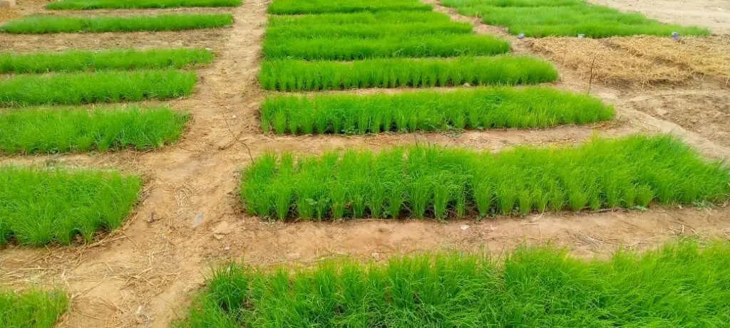 Activités de productions maraîchères 2025-2026