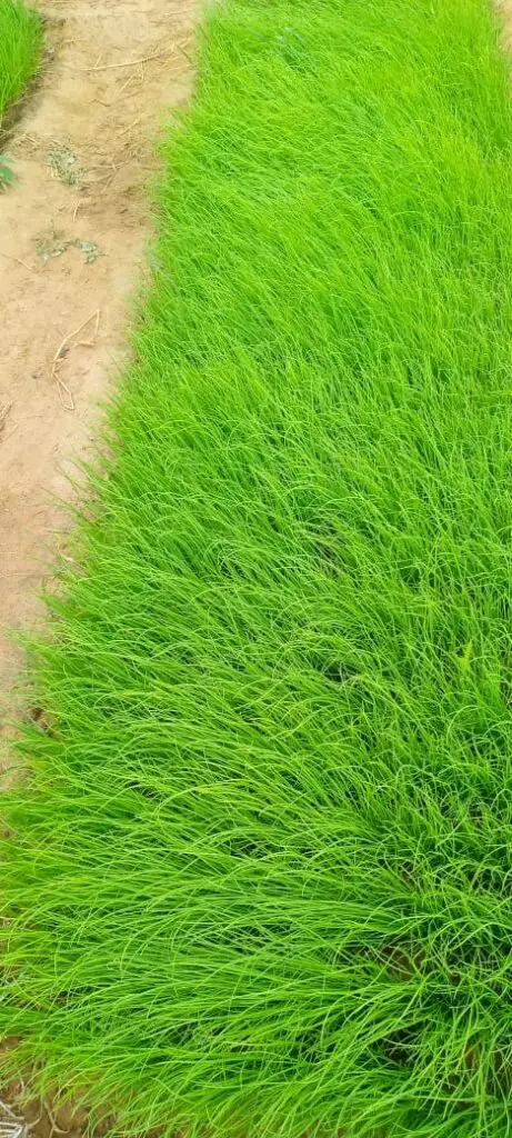 Activités de productions maraîchères 2025-2026